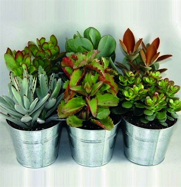 SUCCULENTES POT ZINC