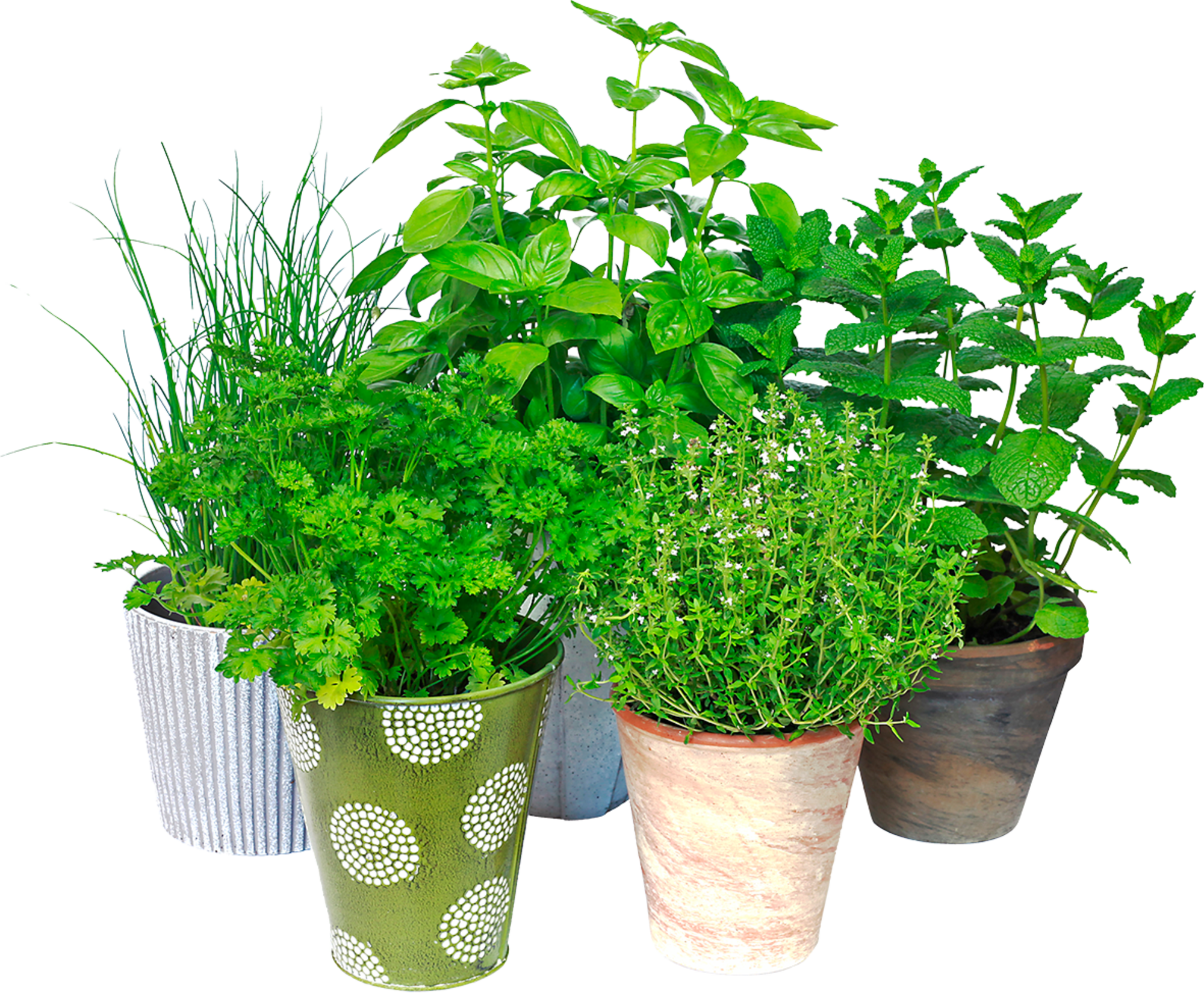 PLANTES AROMATIQUES  3599835004149 