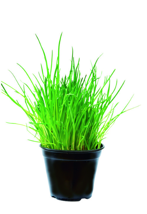  CIBOULETTE code EAN 3599835004200 