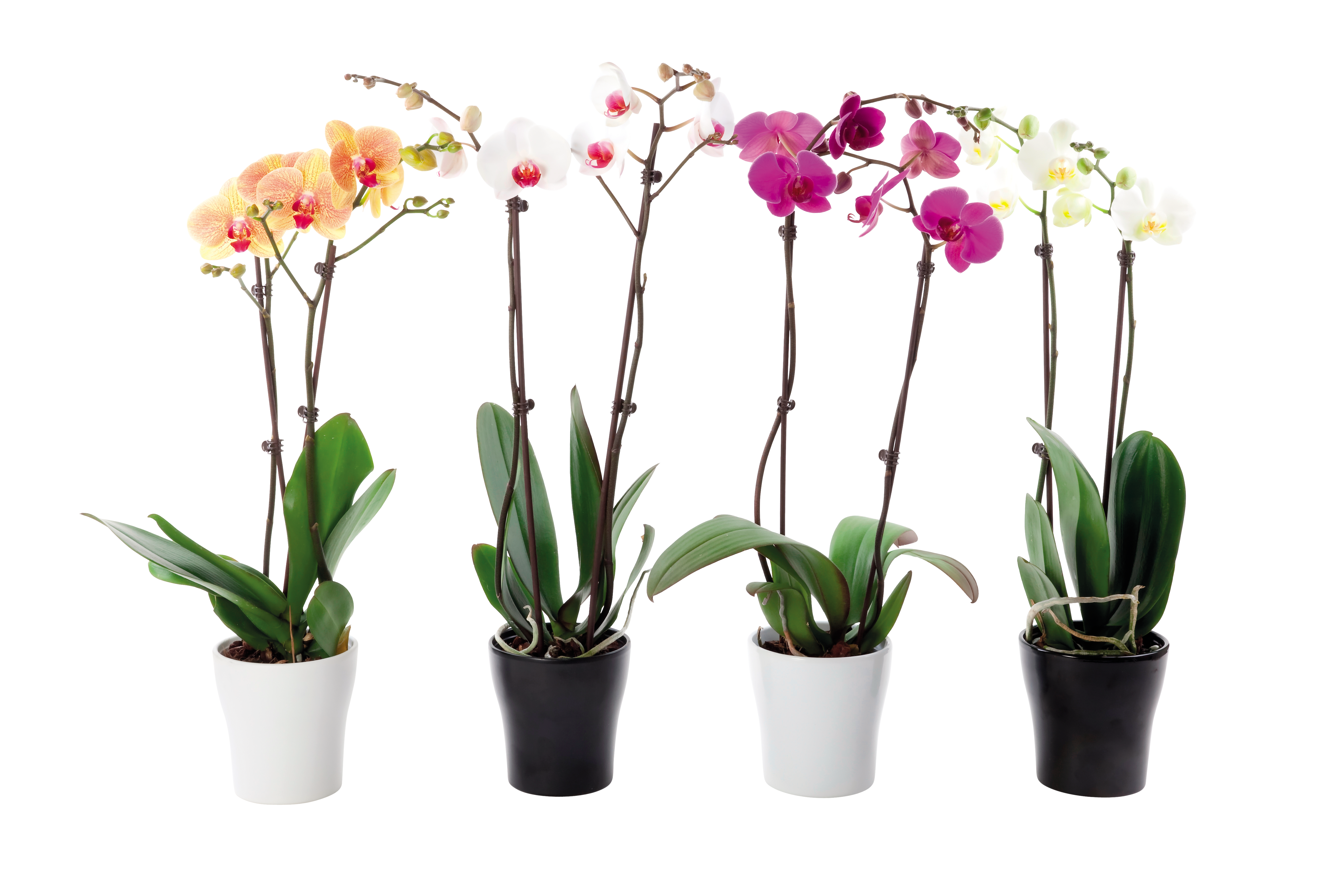  ORCHIDÉE PHALAENOPSIS code EAN 3599838141919 
