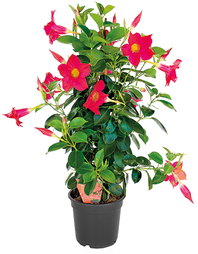  DIPLADENIA code EAN 3600610003704 