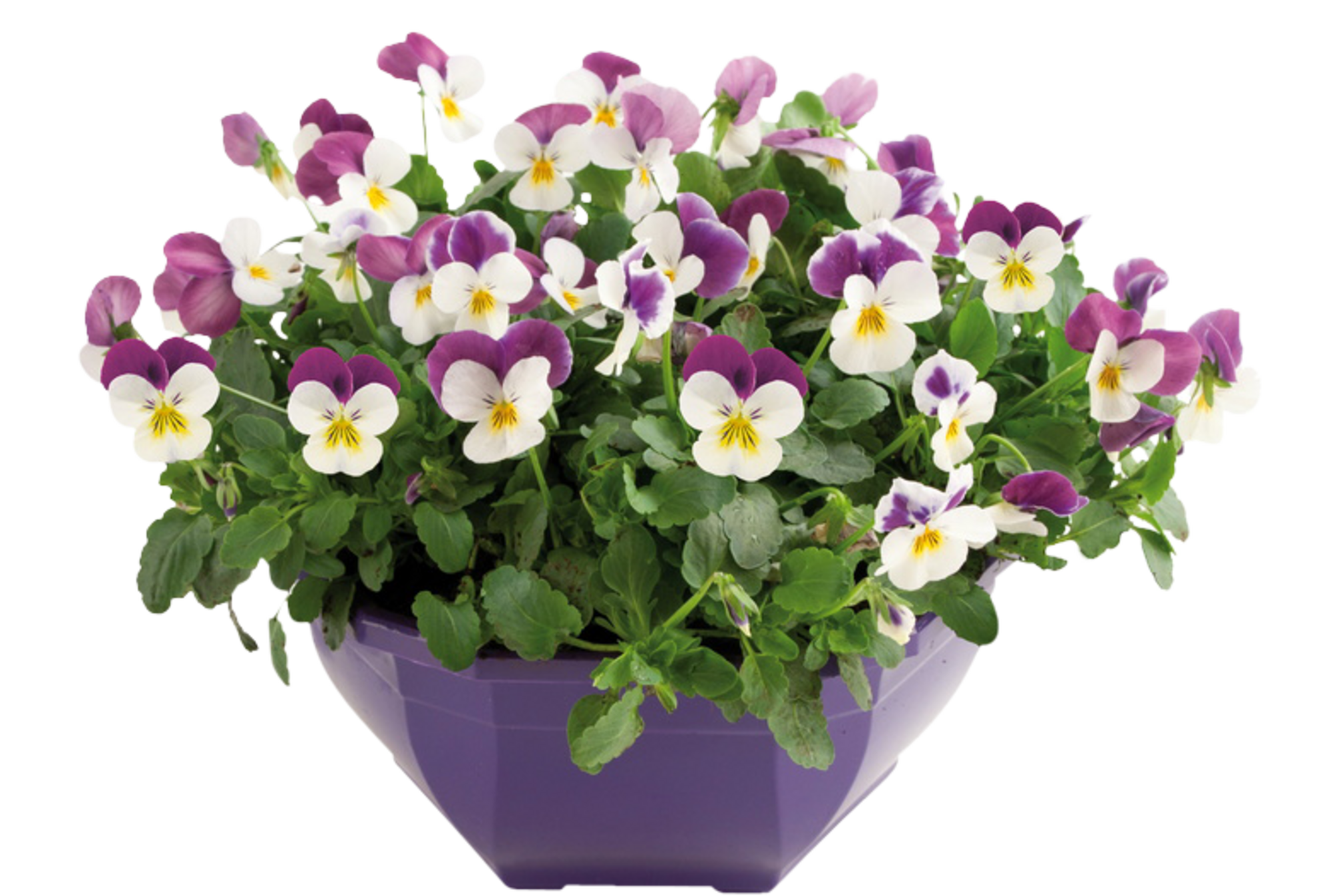  Coupe viola code EAN 3600610003803 