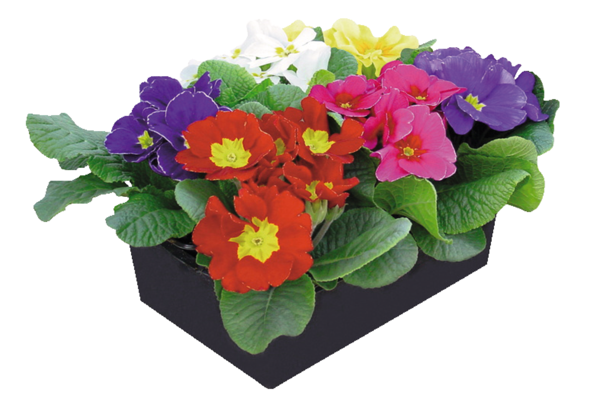  Primevères code EAN 3600610008471 