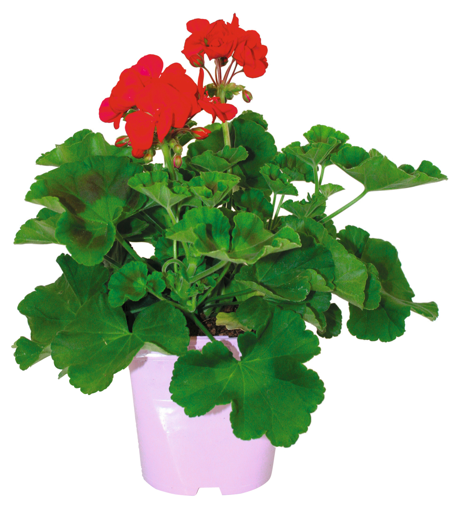  Géranium en pot code EAN 3600610010566 