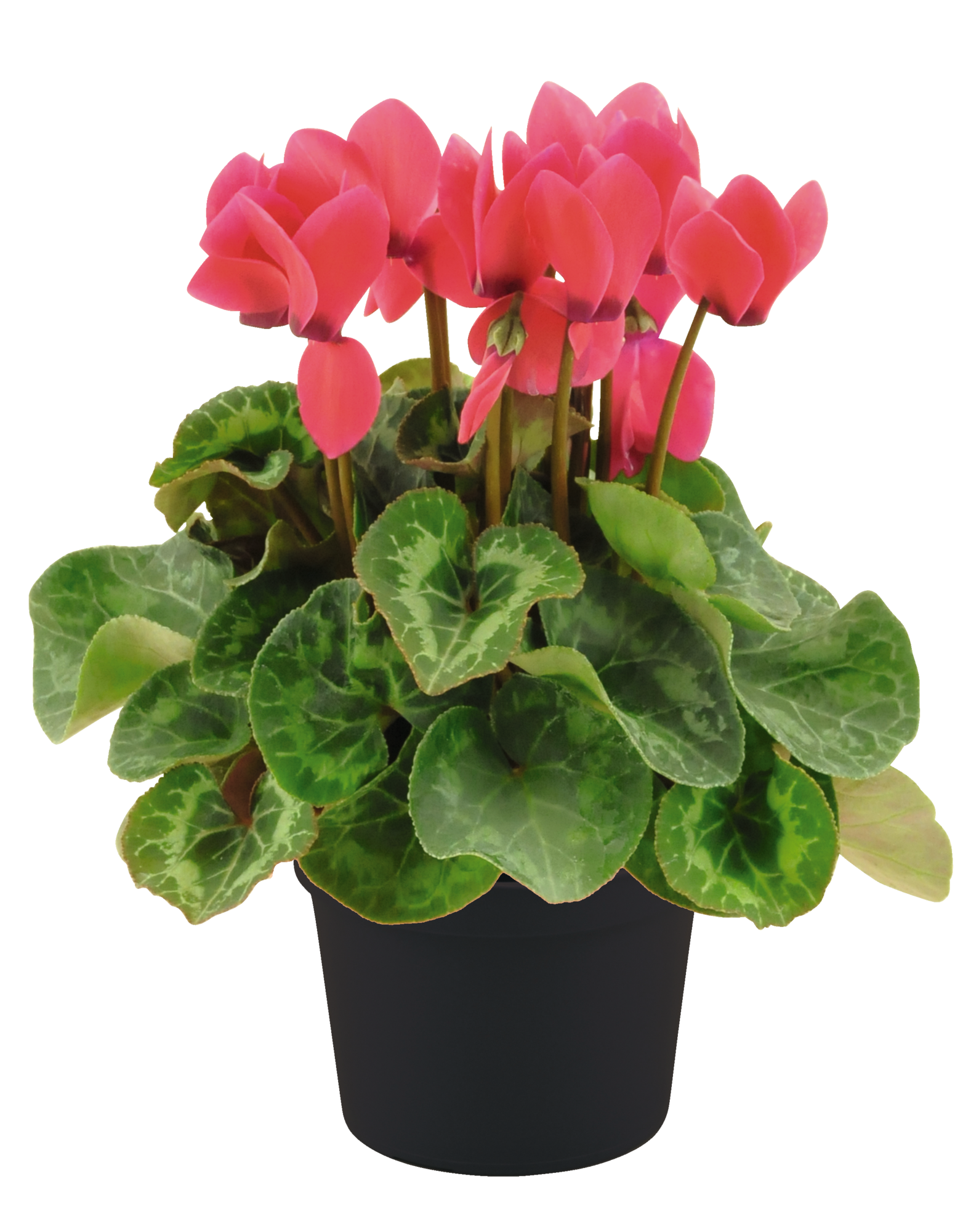  Cyclamen code EAN 3600610014182 