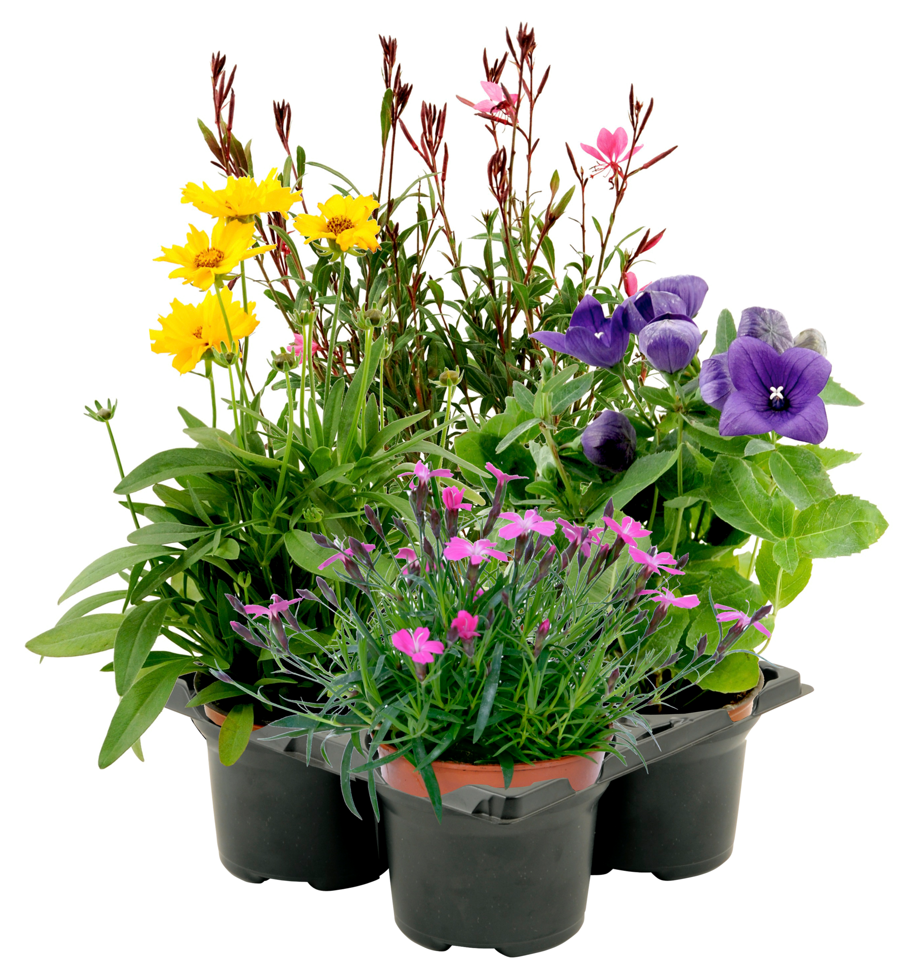  Pack de 4 vivaces code EAN 3600610021357 