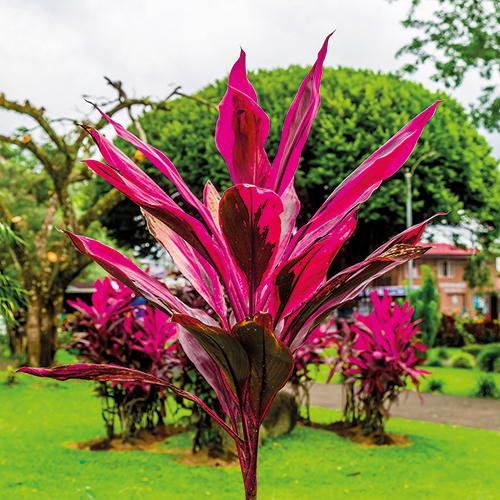  CORDYLINE code EAN 3600610025881 