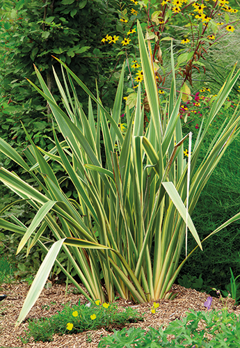  PHORMIUM code EAN 3600610025898 