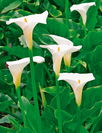 ARUM BLANC POT 3 LITRES  code EAN 3601000020936 
