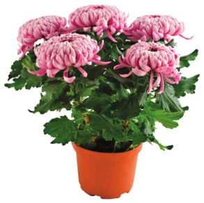  CHRYSANTHÈME 4/6 FLEURS UNICOLORE POT 17 CM  code EAN 3601000090427 