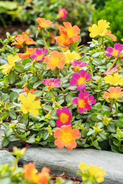 Plantes économes en eau 3601000105169 