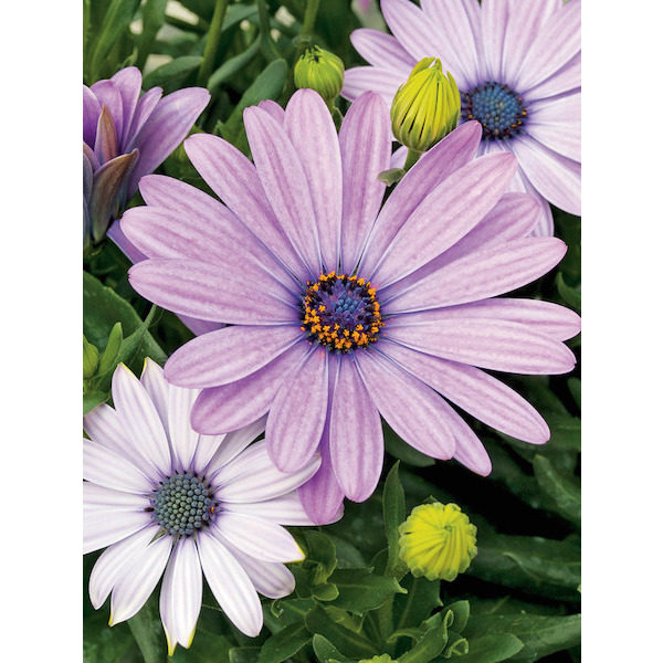  Osteospermum code EAN 3601000110347 