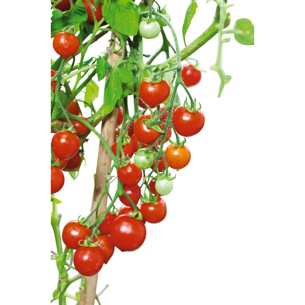  Plants potagers greffés BIO code EAN 3601000368144 