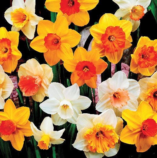 NARCISSES VARIÉS 3601029822511 beauxjours1 NARCISSES VARIÉS 3601029822511 beauxjours1