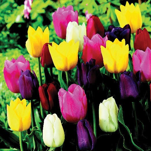 TULIPES TRIOMPHES VARIÉES