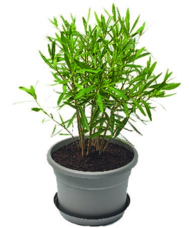  POT ROND “BEAUX JOURS” code EAN 3601029919921 