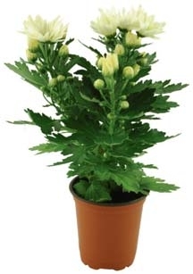 CHRYSANTHÈME 3601680000273 (3601680000273)