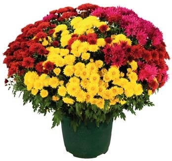 CHRYSANTHÈMES MULTICOLORES