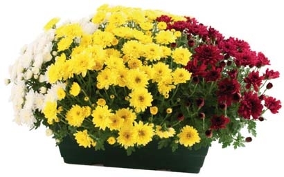 CHRYSANTHÈMES MULTICOLORES 3601680001508 (3601680001508)