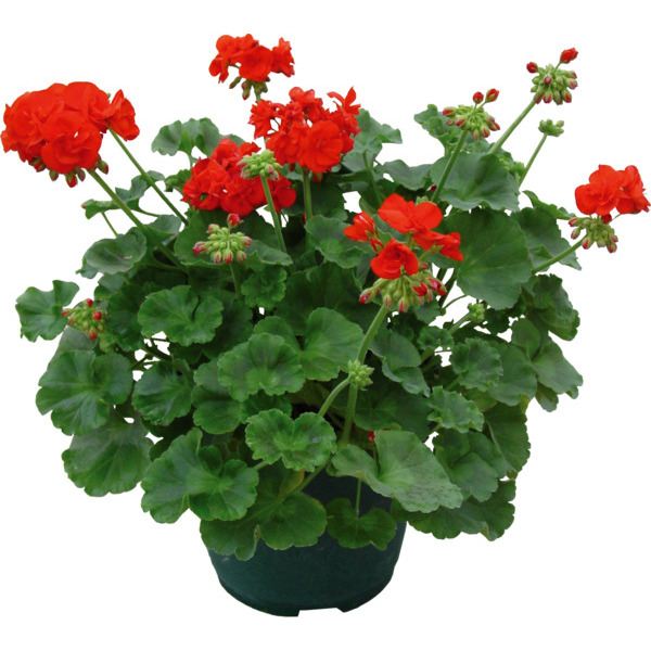 Géranium Zonale (1)