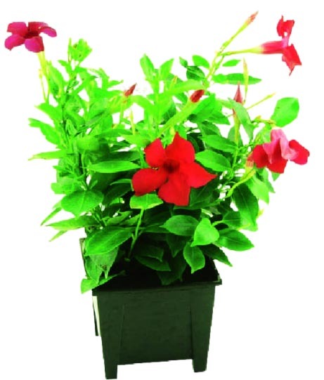 DIPLADÉNIA 3601680004615 