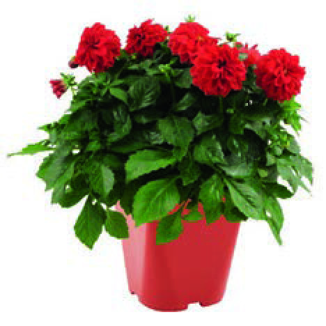  DAHLIA code EAN 3601680004868 