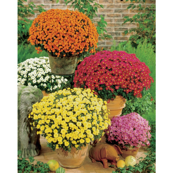 CHRYSANTHÈME POMPONNETTE 3601680004929 (3601680004929)
