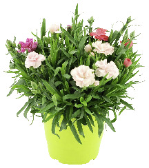  PLANTE BISANNUELLE FLEURIE POT 1 LITRE  code EAN 3601680005575 