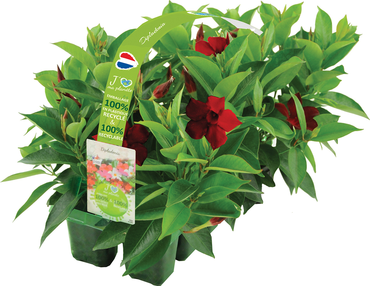  DIPLADÉNIA code EAN 3601680006039 