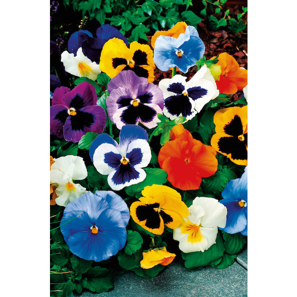  PENSÉES code EAN 3601681000715 