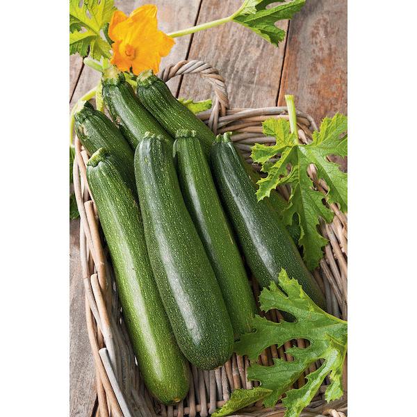 Courgette  3601682000370 (3601682000370)