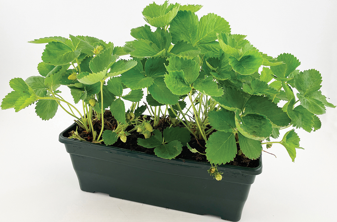  FRAISIER CHARLOTTE code EAN 3601682006266 