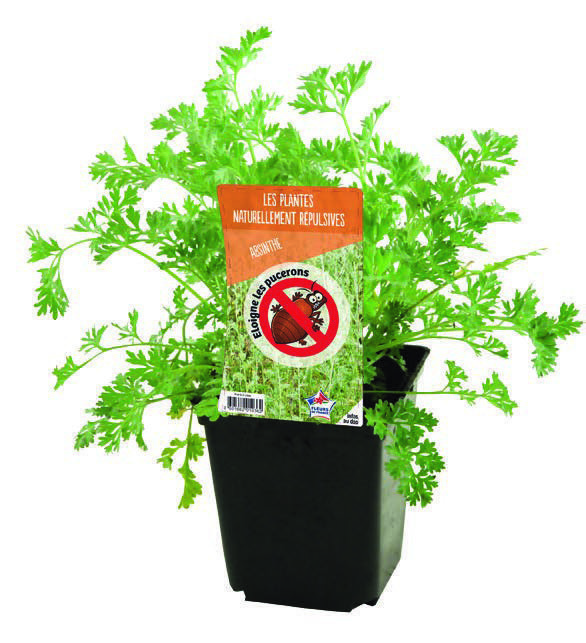  ABSINTHE code EAN 3601682010362 