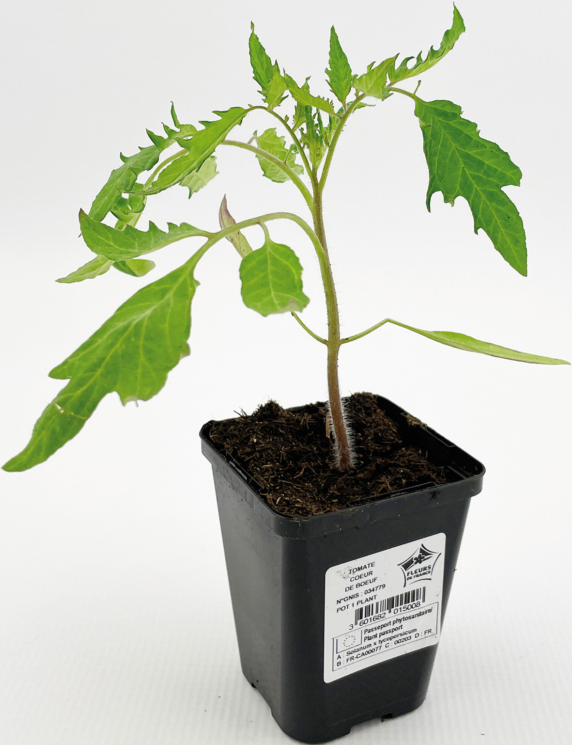 LÉGUMES 3601682014964 