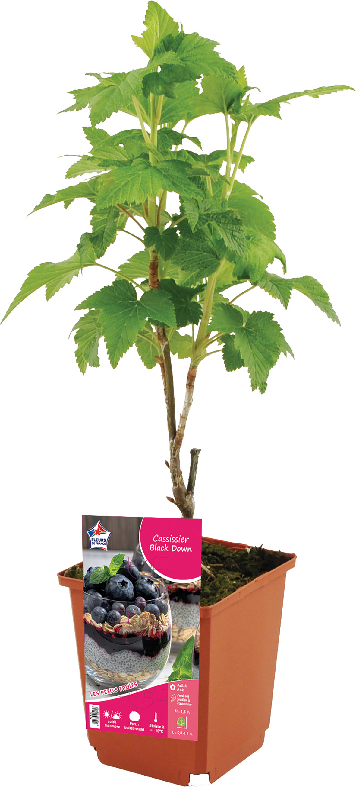  ARBUSTE FRUITIER code EAN 3601683002878 