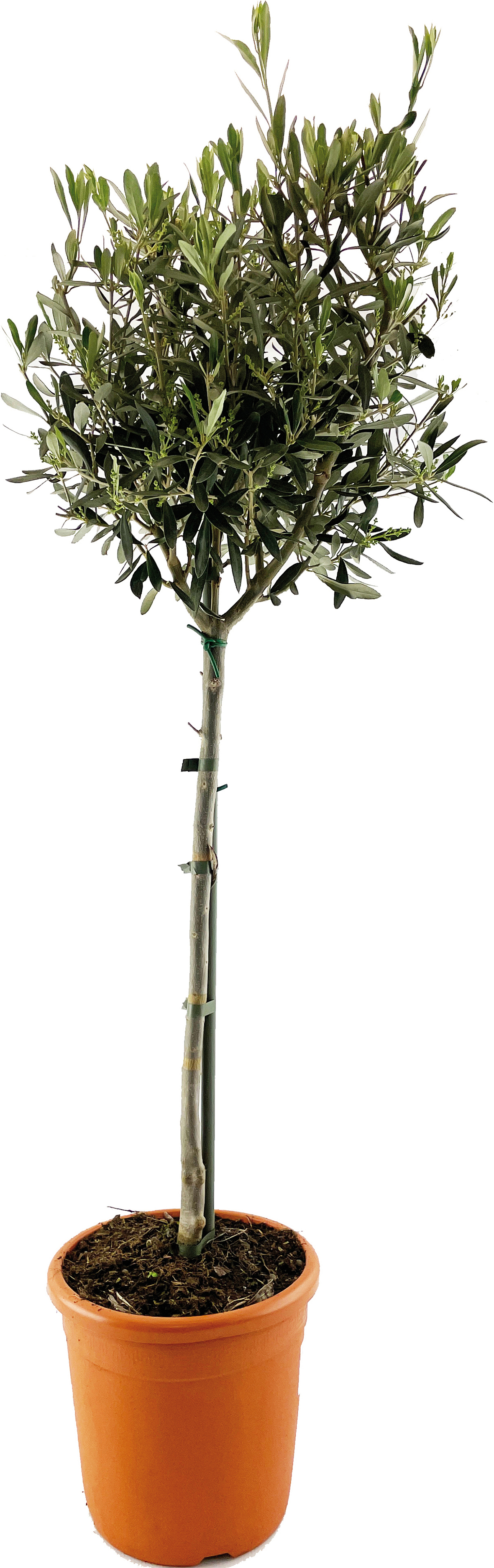  OLIVIER 1/4 TIGE code EAN 3601683003080 