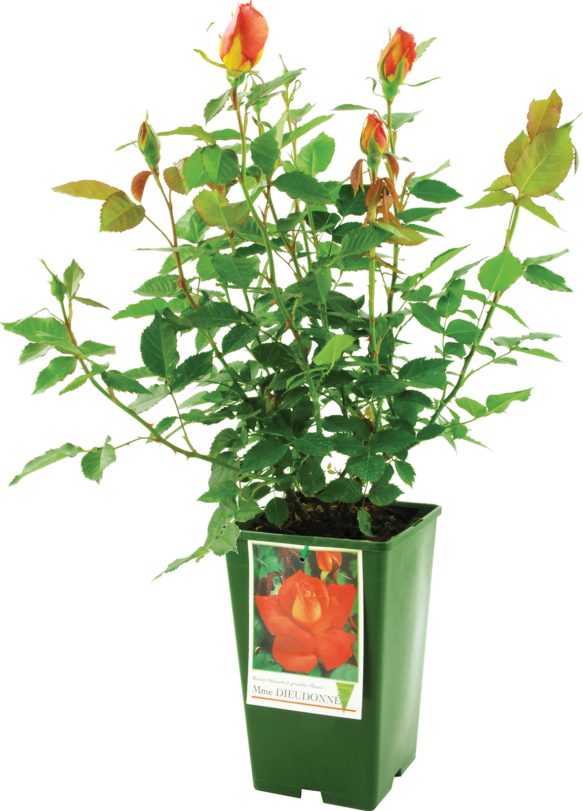  ROSIER code EAN 3601683006234 