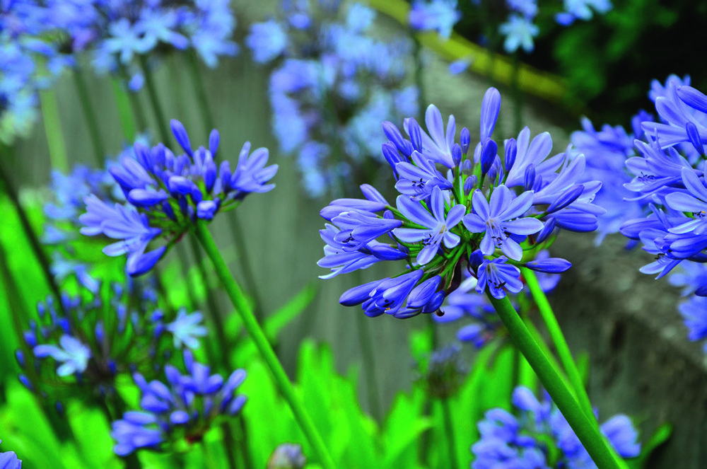  AGAPANTHE  code EAN 3601683010316 