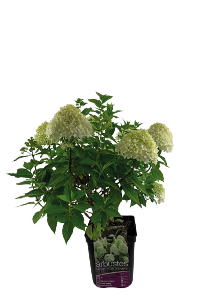 HORTENSIA PANICULÉ 