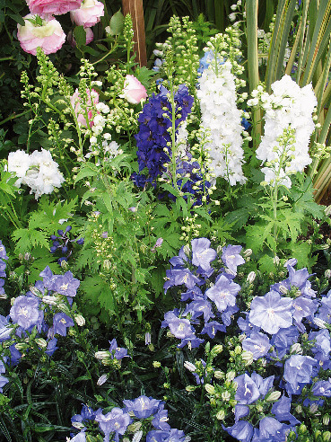  PLANTE VIVACE POT 10.5 CM  code EAN 3601684000491 