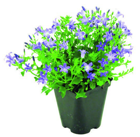 CAMPANULE “MURALIS” 3601684002969 (3601684002969)