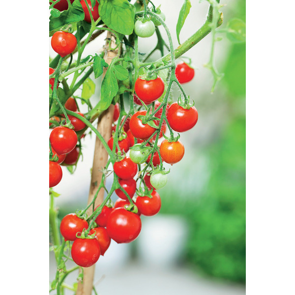  Plant de tomates (1) code EAN 3601685007086 