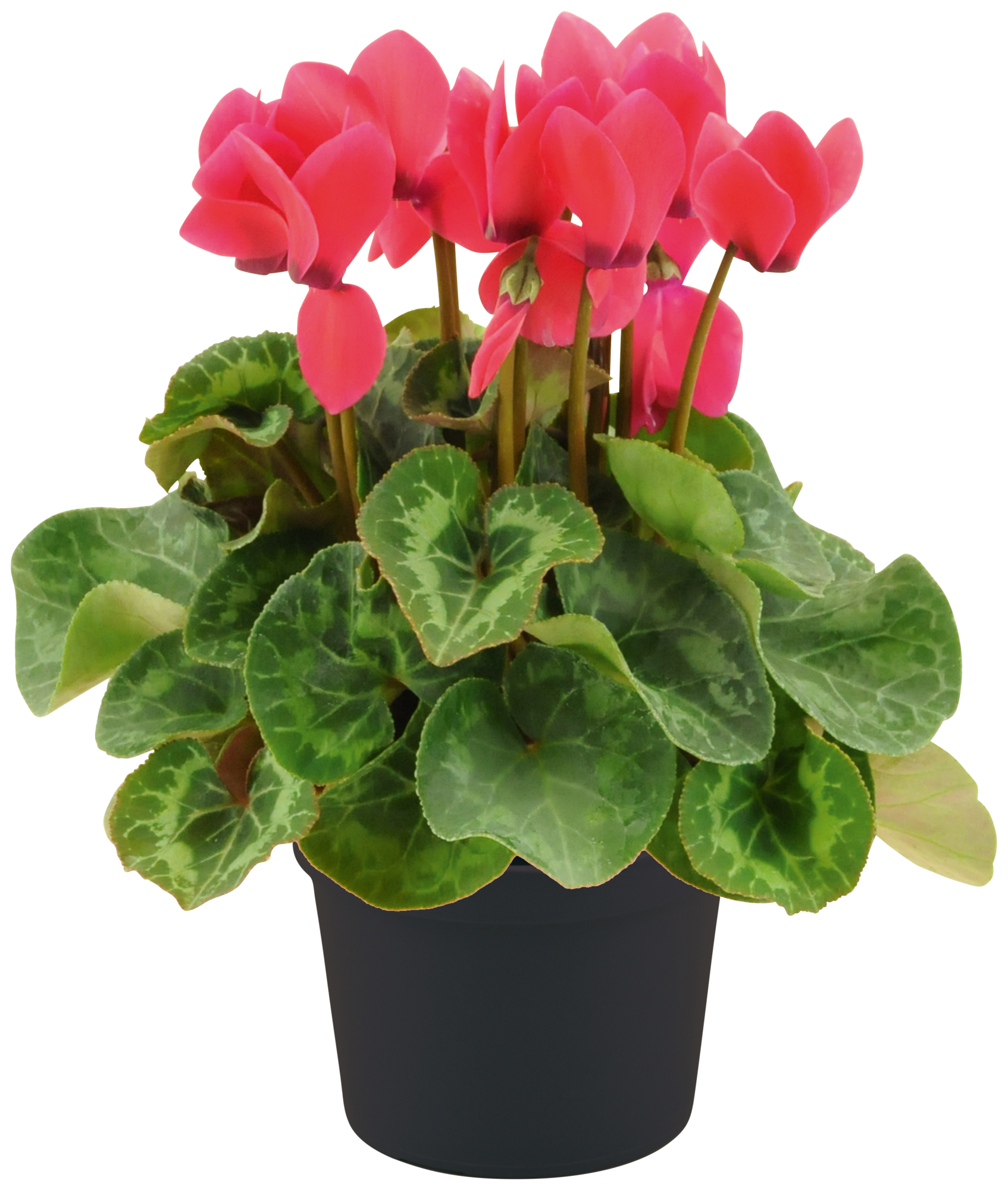  Cyclamen code EAN 3601685009073 