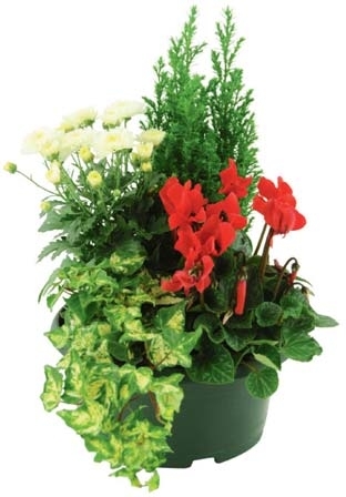 COMPOSITION D’AUTOMNE 3601685009103 