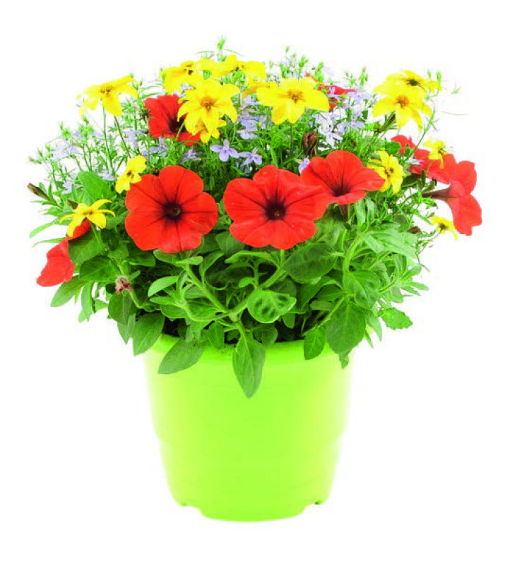 POTÉE DE PLANTES ANNUELLES 3601685023130 