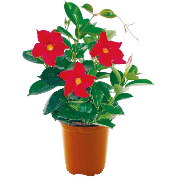 DIPLADENIA 3601687002621 