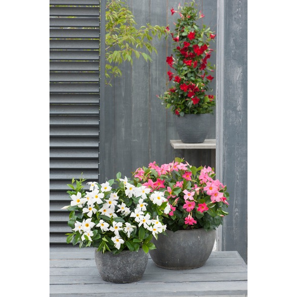  Dipladenia (1) code EAN 3601687003185 