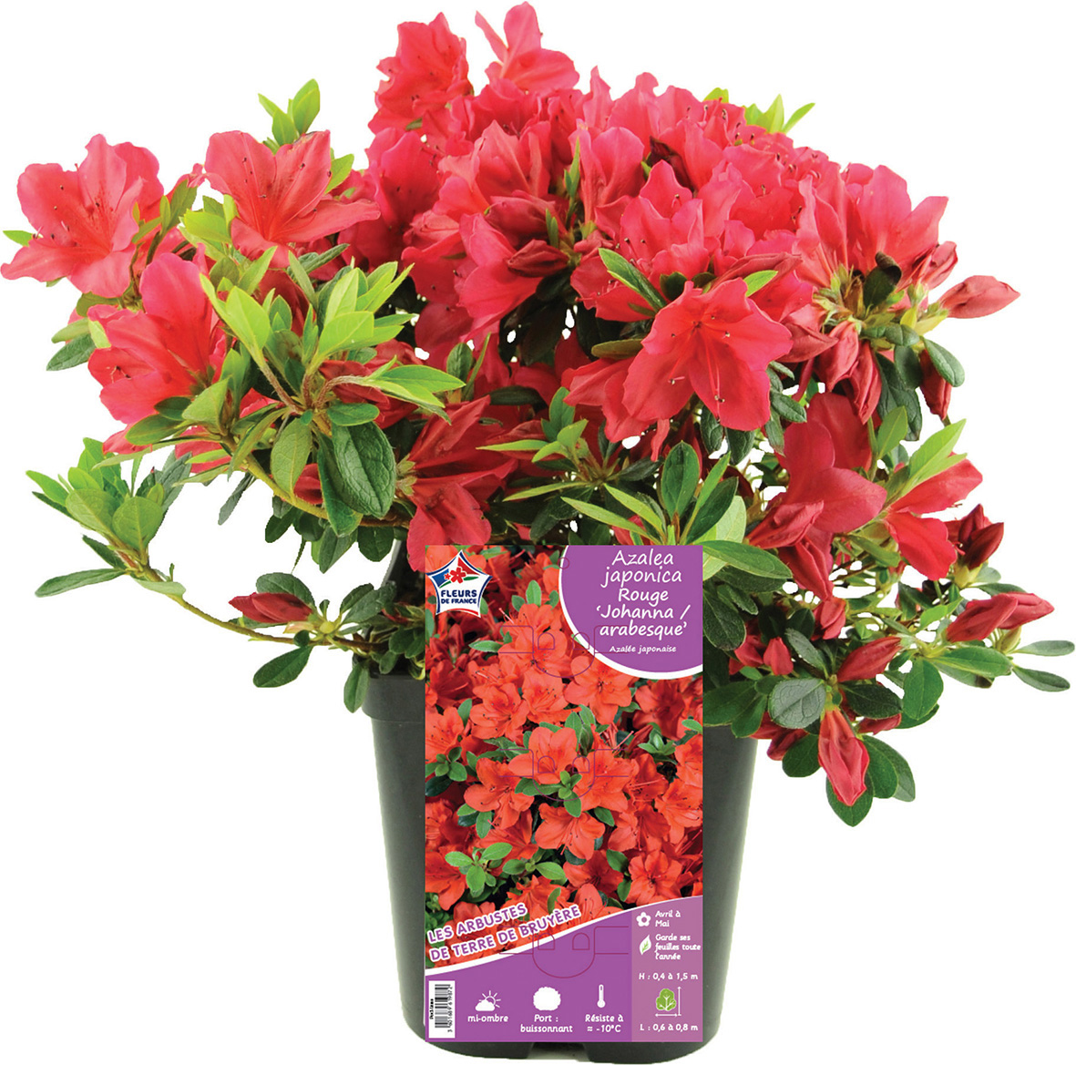  AZALÉE JAPONICA code EAN 3601689619902 