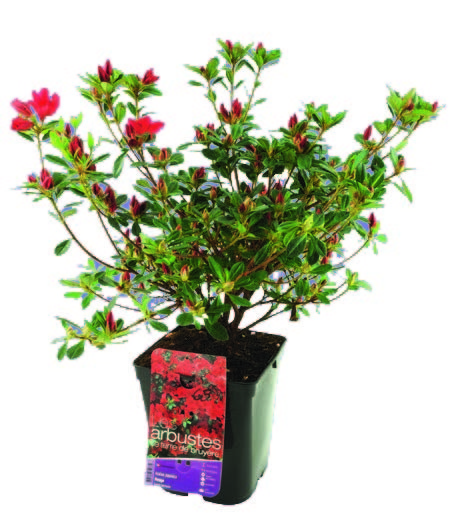  AZALÉE JAPONAISE code EAN 3601689619926 