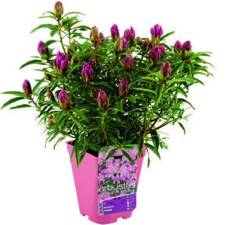  RHODODENDRON code EAN 3601689637302 